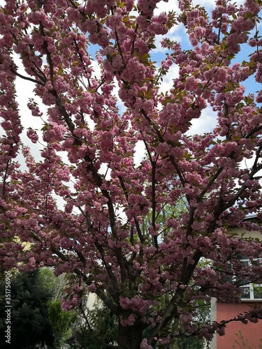 pink cherry blossom in spring