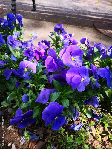 purple flowers in the garden