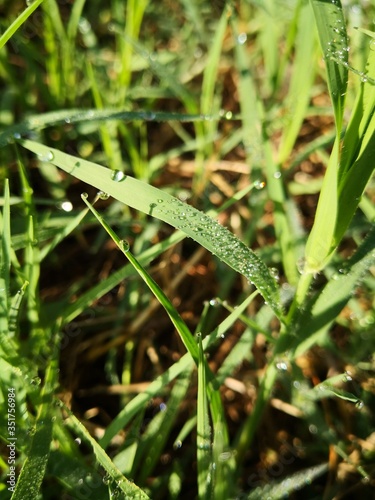 dew on grass