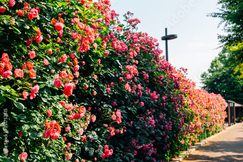 Seoul Rose Festival, Jungnangcheon Stream park in Seoul, Korea photo