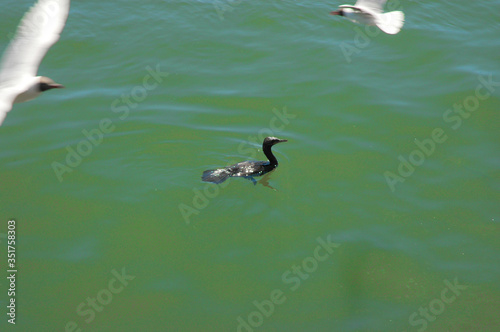 Valdivia Sur de Chile sudamerica rio Calle Calle naturaleza barcos yates deportes nauticos photo