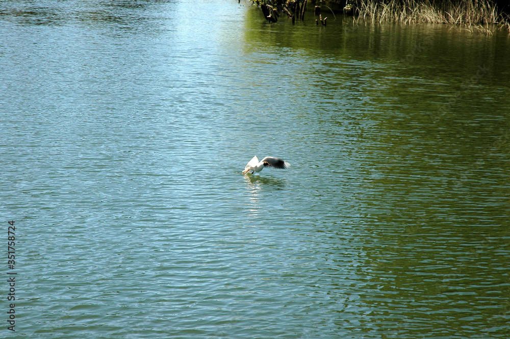 Valdivia Sur de Chile sudamerica rio Calle Calle naturaleza barcos yates deportes nauticos Valdivia Sur de Chile sudamerica rio Calle Calle naturaleza barcos yates deportes nauticos