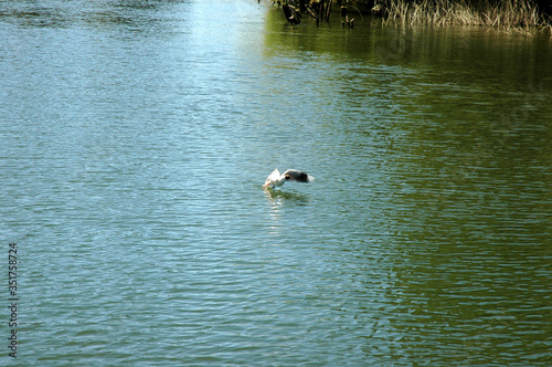 Valdivia Sur de Chile sudamerica rio Calle Calle naturaleza barcos yates deportes nauticos photo