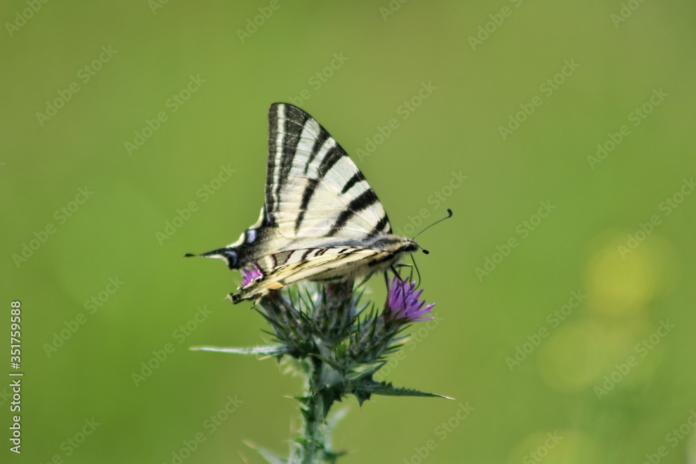 Close-up Of Butterfly On Plant