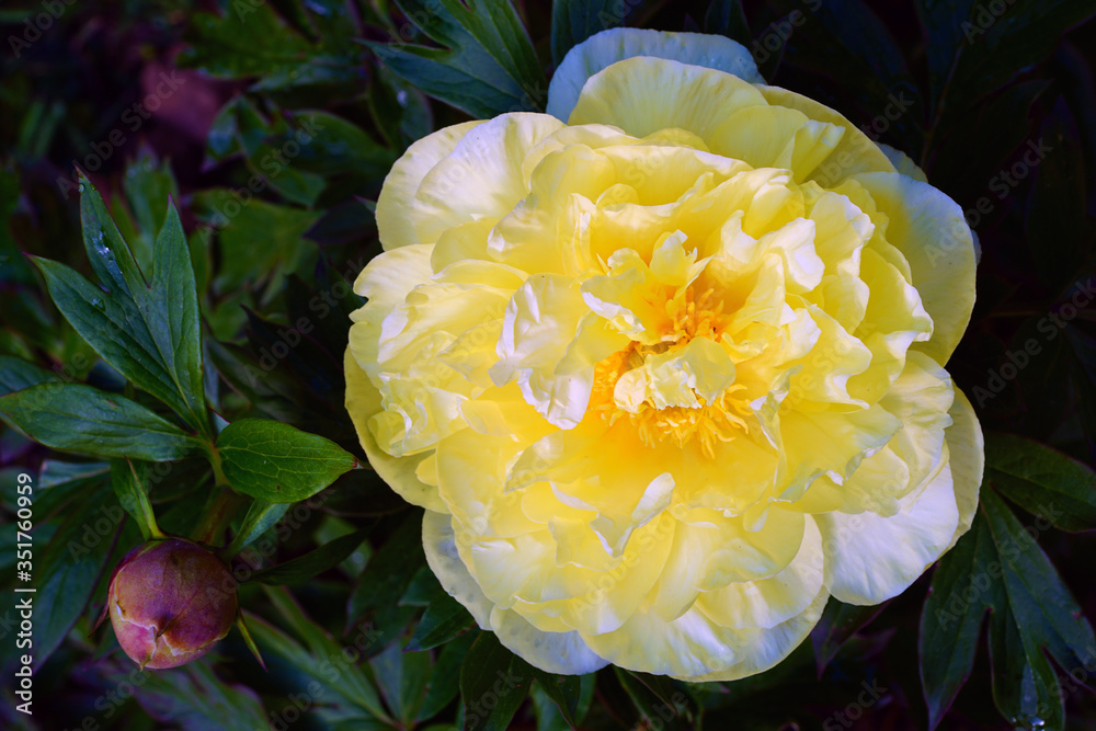 Yellow flower of a Bartzella Itoh peony plant, a cross between a tree peony and herbaceous peony
