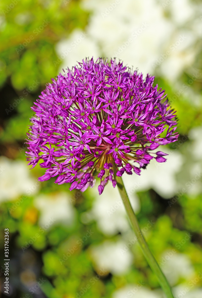Obraz premium Purple globe allium flower in the spring
