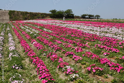 お花畑