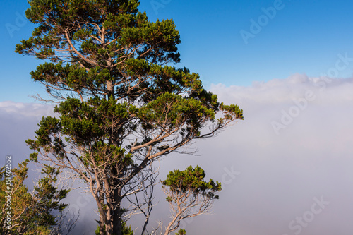 Scene view of Austrocedrus chilensis (cipres cordillerano) tree against clouds 