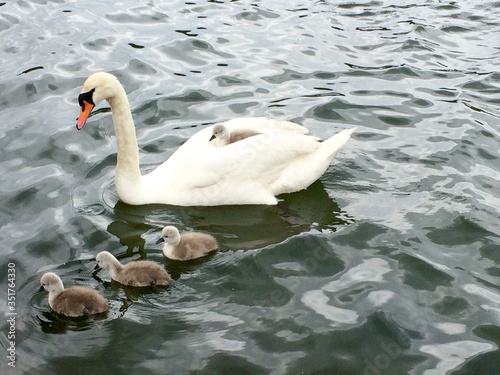 Fotografia High Angle View Of Swan With Cygnets Swimming On Lake