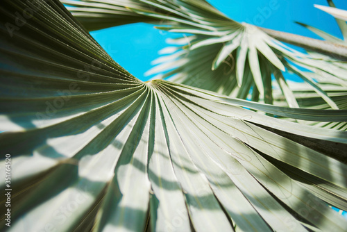 Beautiful tropical palm leaves closeup. Exotic green leaves and branches with fresh color of blue sky. Palm tree Bismarckia Nobilis. Trendy floral pattern background. Jungle backdrop with copy space.