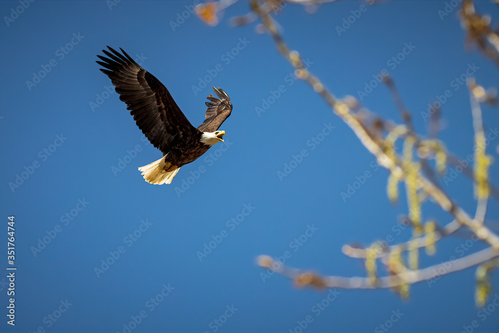 Fototapeta premium american bald eagle