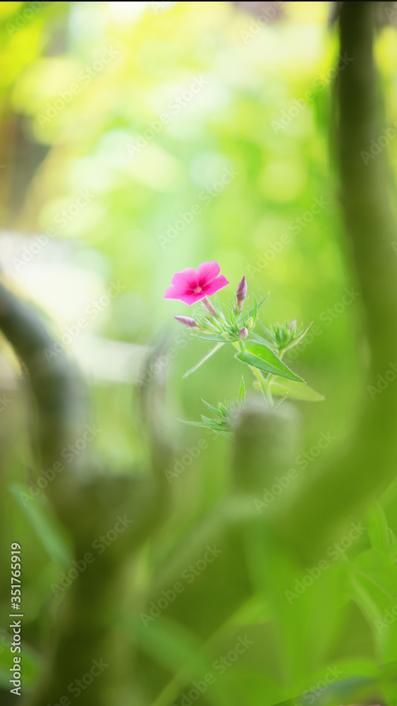 Beautiful pink flower with green background Beautiful pink flower with green background