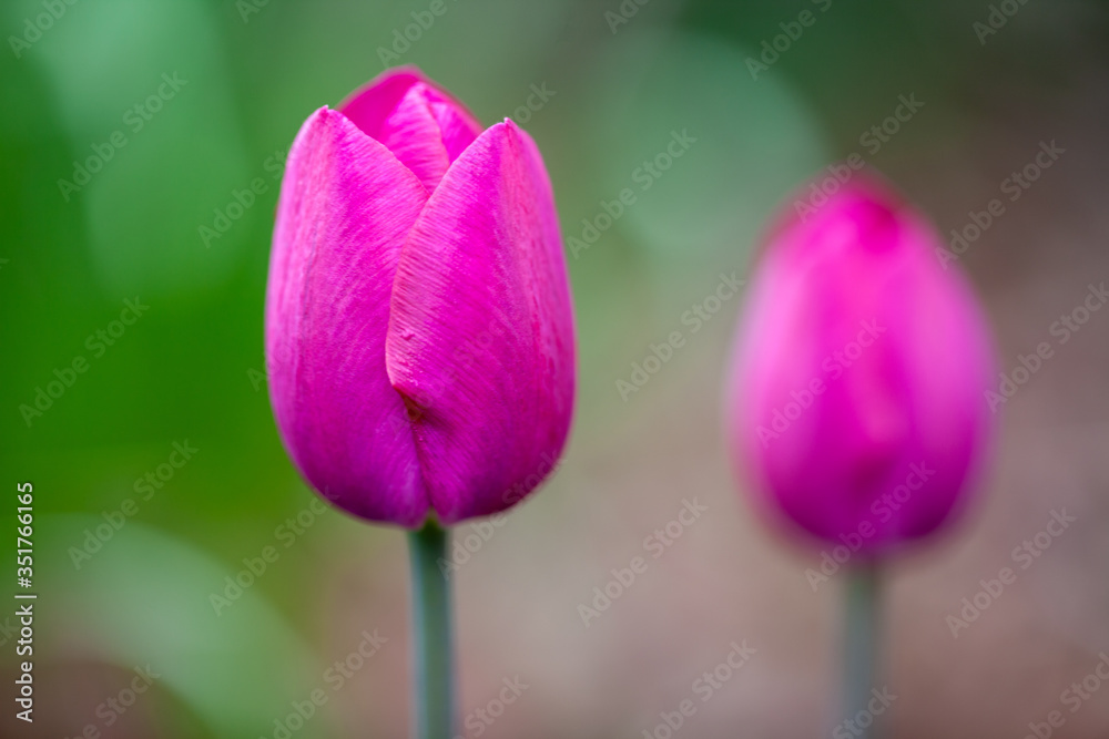 Fototapeta premium Two purple tulips with one prominent