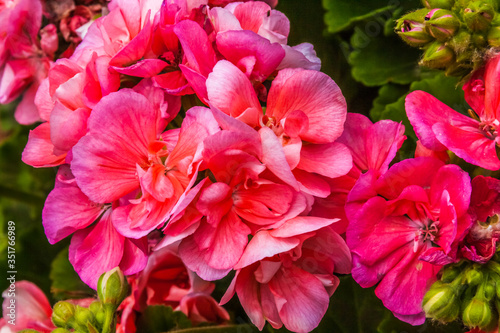 Close up of Pelargonium lara starshine  a flowering plant which includes about 200 species of perennials  succulents  and shrubs 