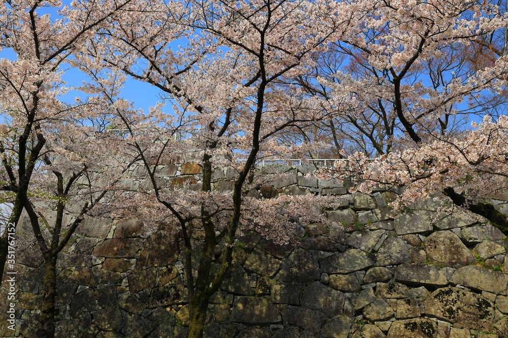 春の岩手公園 春の岩手公園