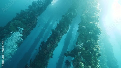 Majestic view of corals populates a dock pylons underwater with fishes swimming. photo