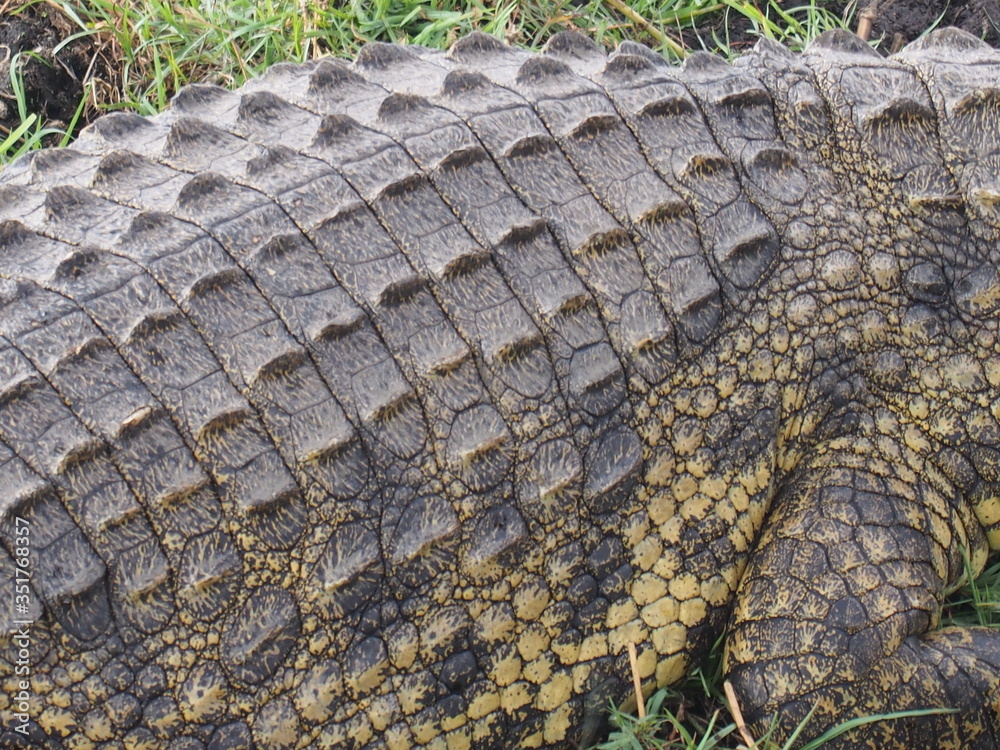 Epidermis of a crocodile, Chobe National Park, Botswana
