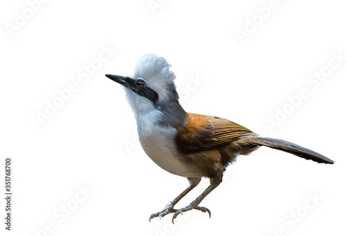 White-crested Laughingthrush on white background.