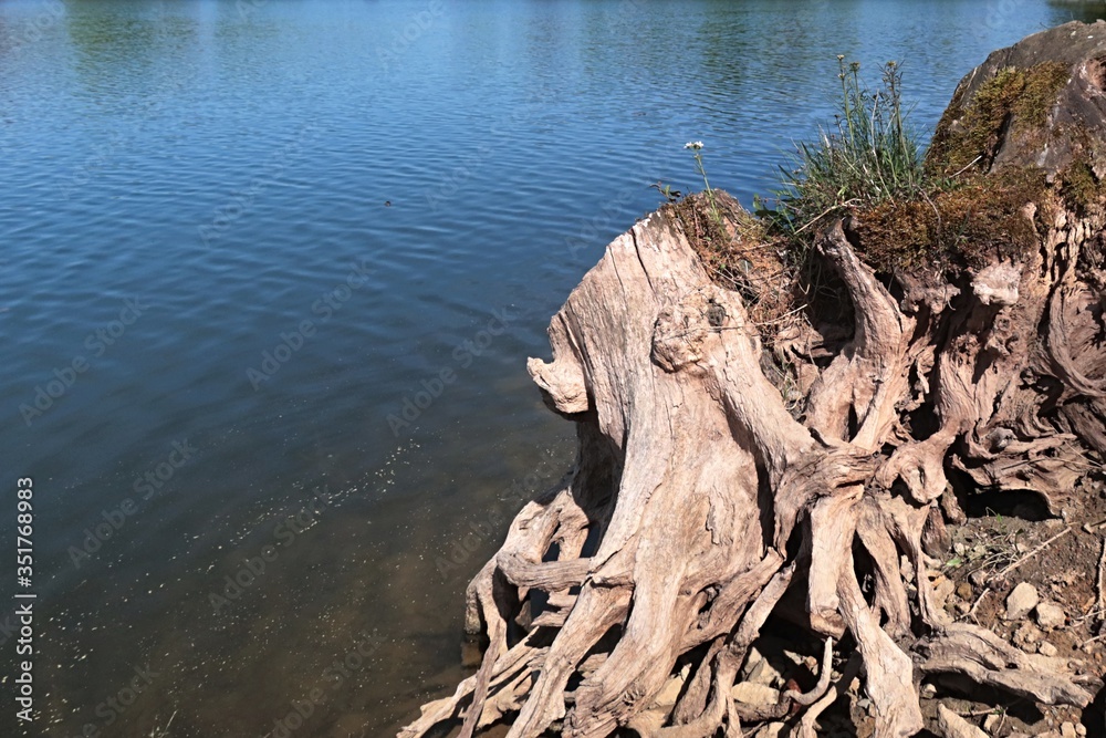 Dried pale coloured tree trunk stump remaining after cut off tree on bank of artificial mining water reservoir, with visible rich root structure around, sunbathing in spring sunshine. 