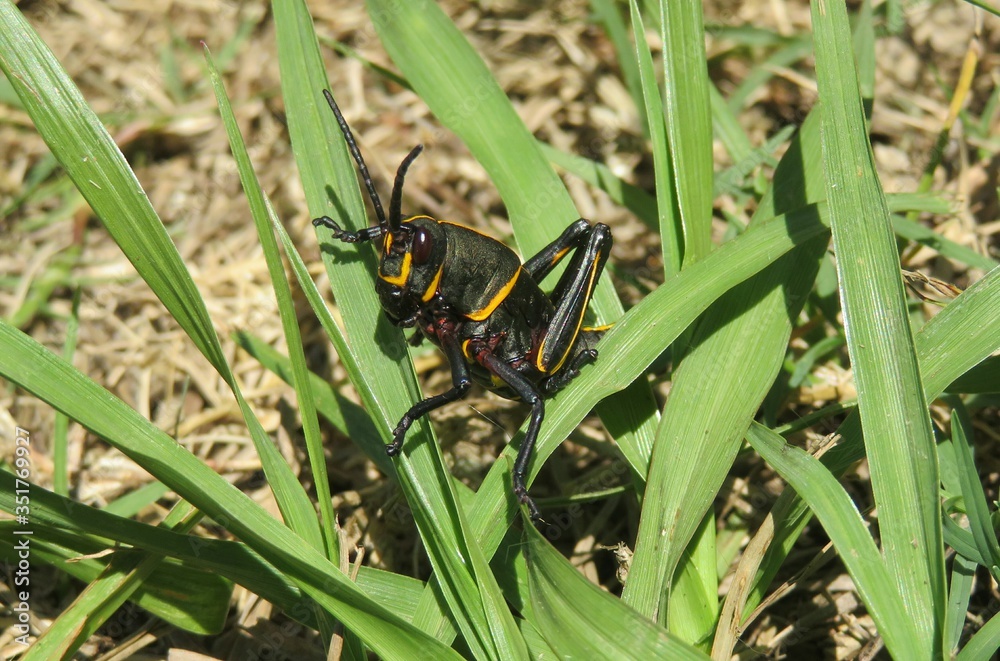 Black tropical grasshopper on grass in Florida wild, closeup Black tropical grasshopper on grass in Florida wild, closeup