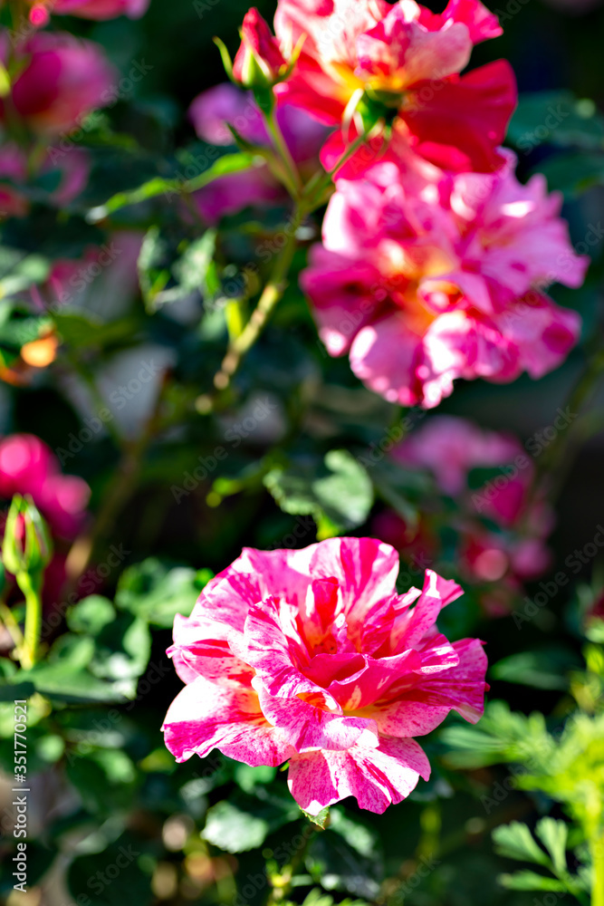 Variegated rose flower in full blooming Variegated rose flower in full blooming