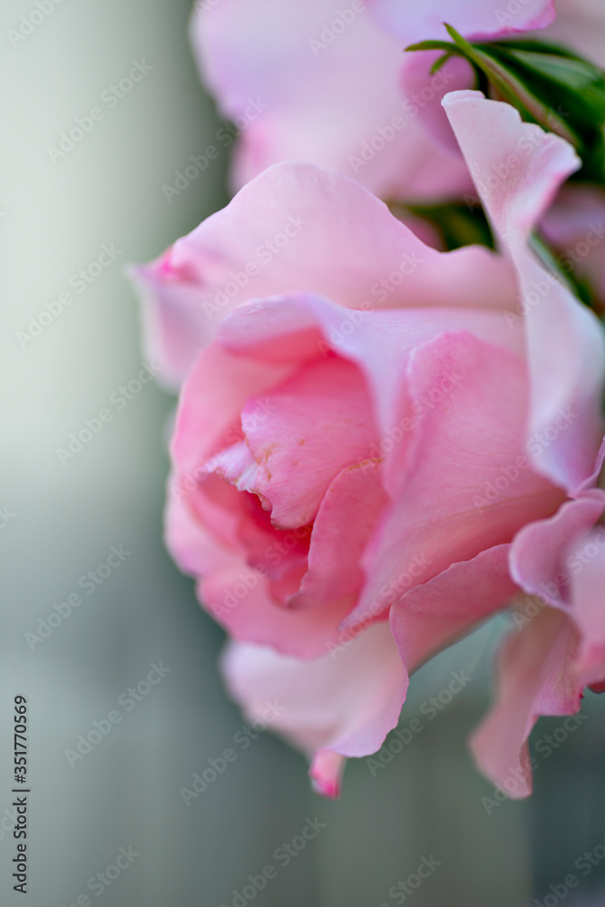 Pink rose in full blooming in Japan