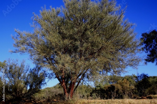 Mulga Tree galore in the Outback.