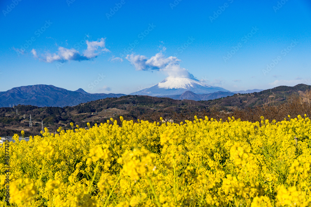 二宮市の菜の花畑と富士山
