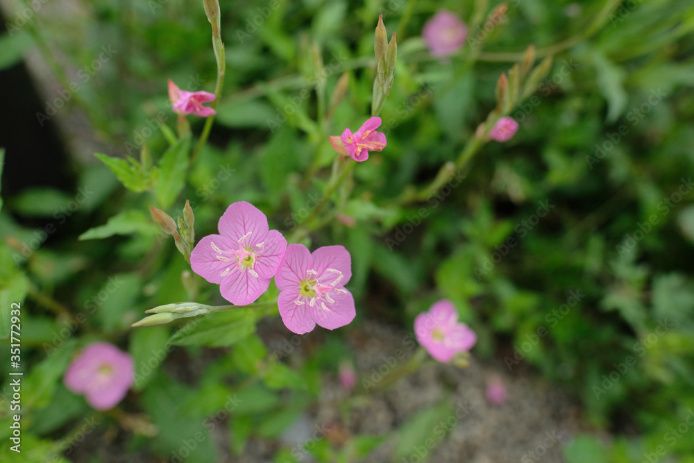 アカバナユウゲショウ。日本の野草。東京都。Rose color flower, Oenothera rosea in grass, spring time Japan 