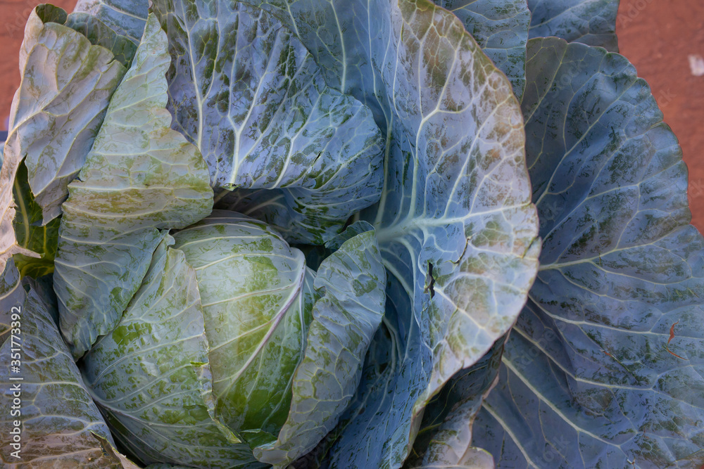 Fototapeta premium A fresh ripe cabbage head