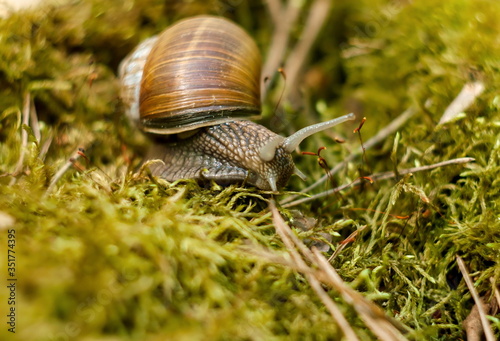 A snail crawls on forest moss on a Sunny summer day. Moscow region. Russia.