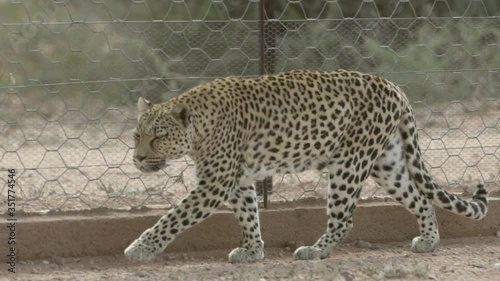 Panning shot of leopard walking by fence at zoo, full length of spotted wild cat - Etosha National Park, Namibia photo