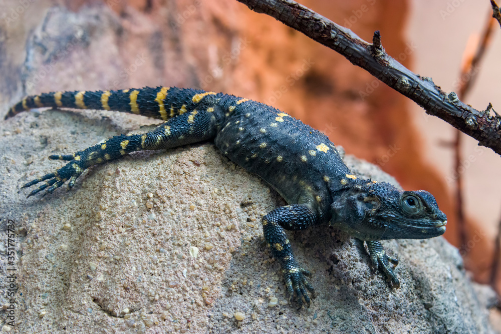 Fototapeta premium Stellagama is a monotypic genus of agamid lizard, containing the single species starred agama(Stellagama stellio). It can be found in Greece, Israel, Cyprus, western Asia and northern Egypt.