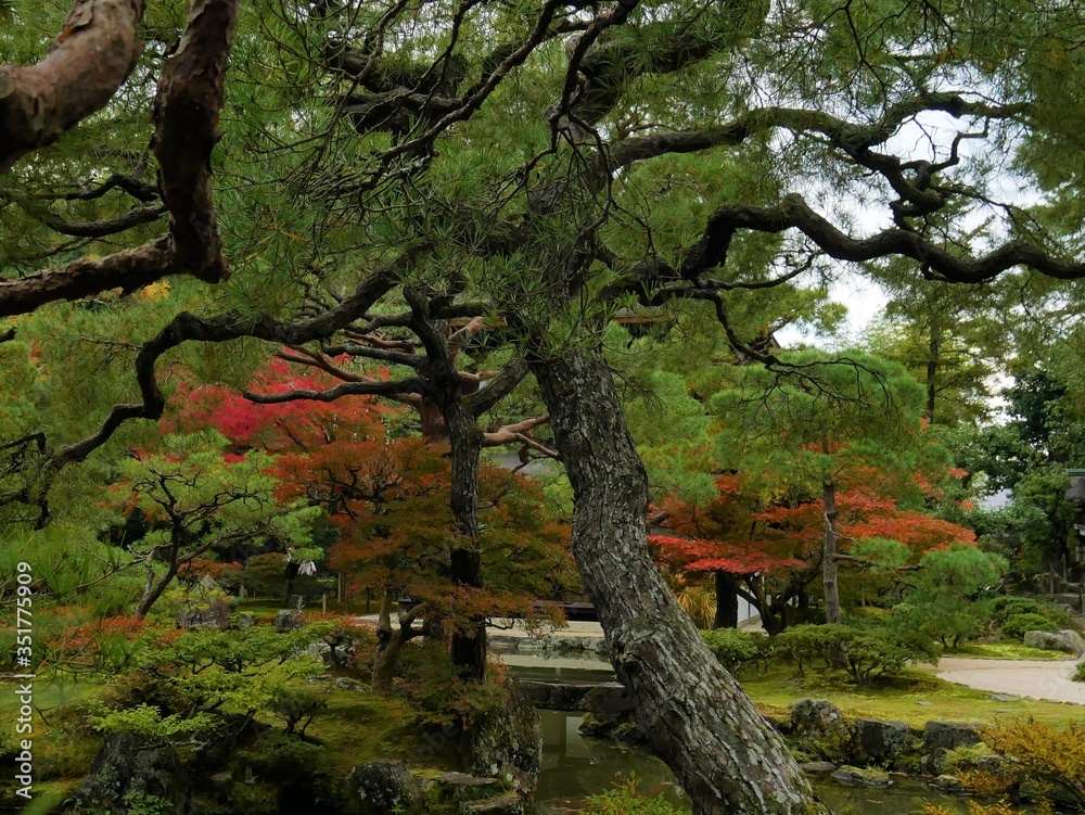 Fototapeta premium tree in autumn