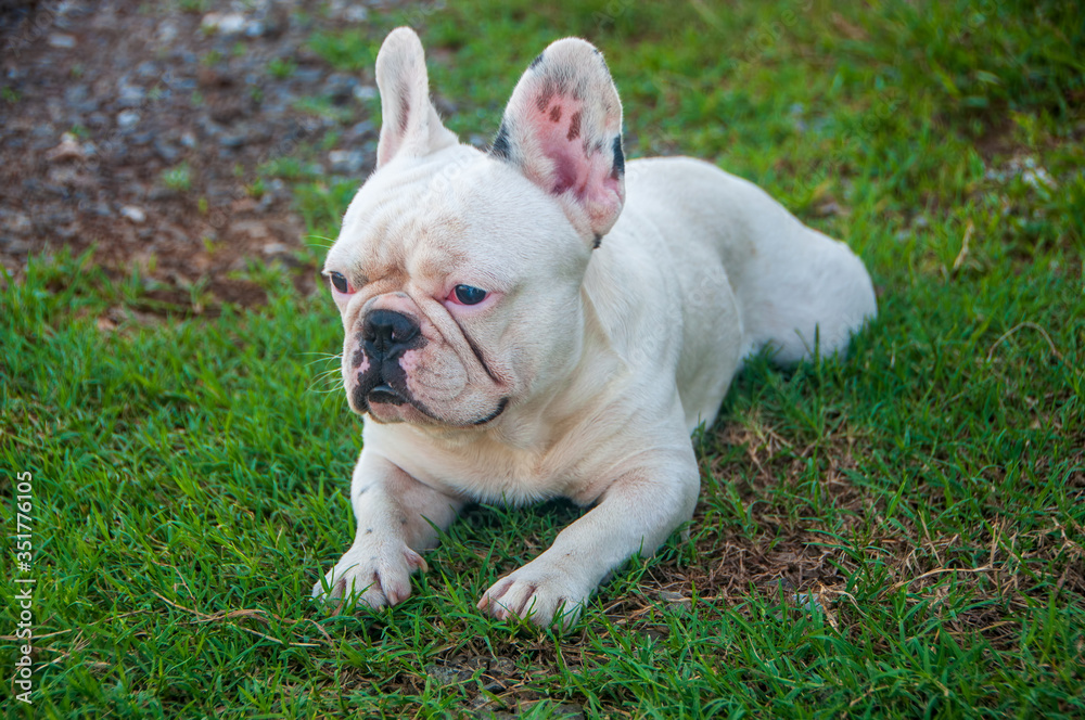French bulldog laying on the grass in the garden