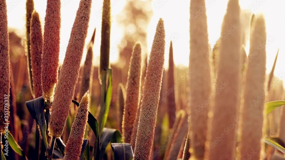 Millet plantations in the field.bundles of millet seeds.millet farm