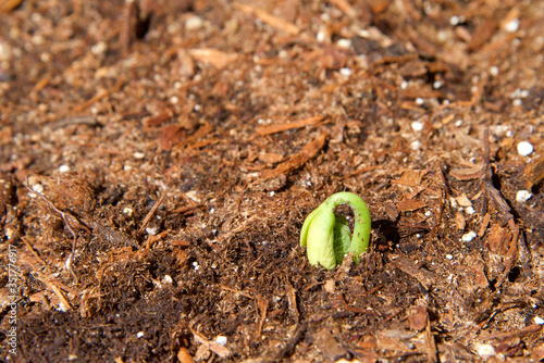 Organic home garden with first green bean sprouting, unfolding as it emerges from the soil.