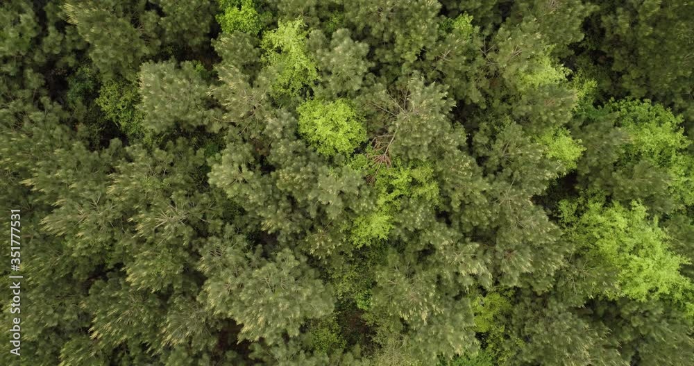 Top down view of dense green woodland forest Top down view of dense green woodland forest