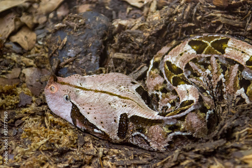 The Gaboon viper (Bitis gabonica) is a viper species found in the rainforests and savannas of sub-Saharan Africa. Like all vipers, it is venomous. It is the largest member of the genus Bitis.