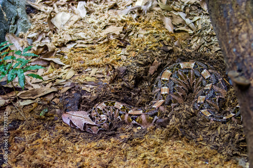 The Gaboon viper (Bitis gabonica) is a viper species found in the rainforests and savannas of sub-Saharan Africa.
Like all vipers, it is venomous. It is the largest member of the genus Bitis. photo