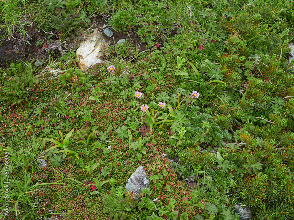 Obraz premium 早池峰山のミヤマアズマギク