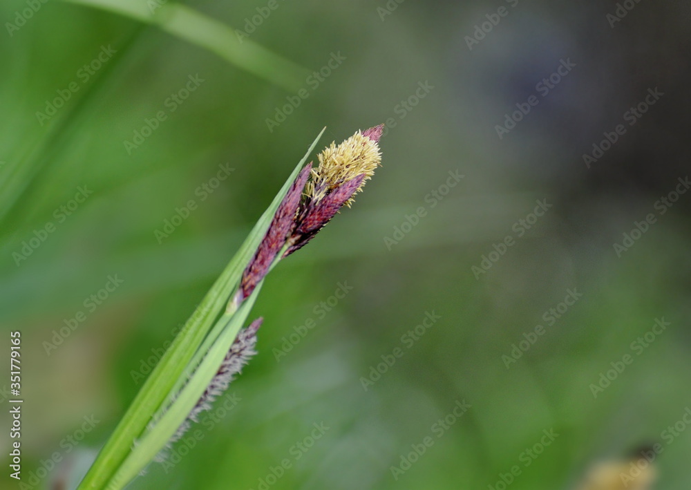 A young sedge shoot on the Bank of a small river on a cloudy may morning. Moscow region. Russia.