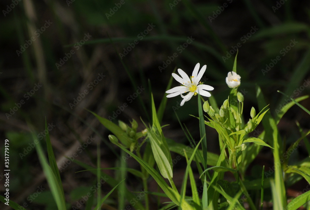 A small white flower on a Sunny may morning. Moscow region. Russia. A small white flower on a Sunny may morning. Moscow region. Russia.