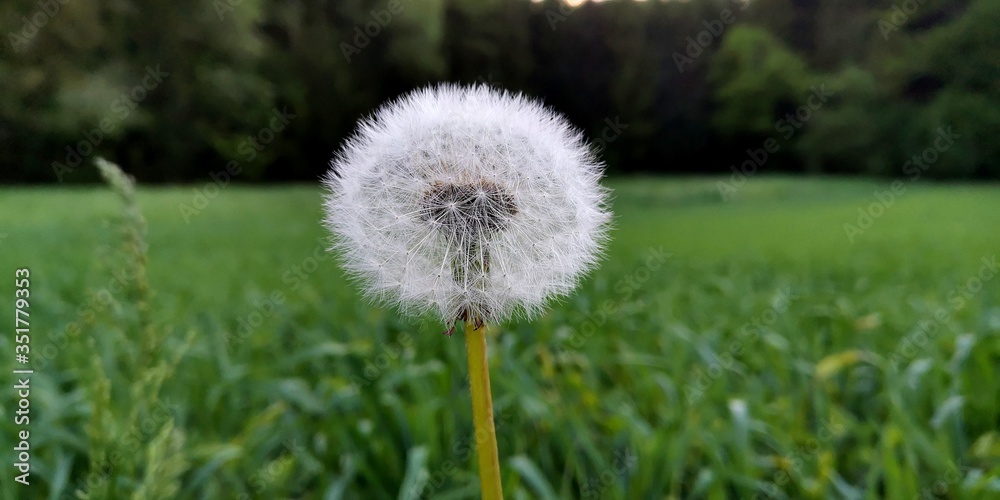dandelion on the grass