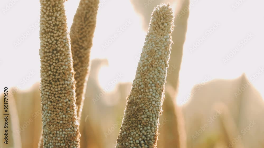 Pearl Millet Field in Gujarat India.the Crop is Know as Bajra or Bajri