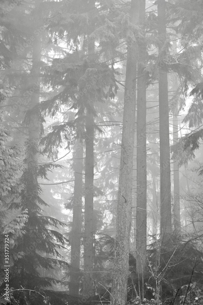 Trees in foggy woods
