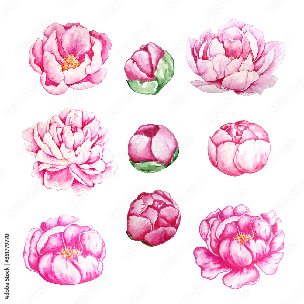 Naklejka six watercolor pink peonies and three buds