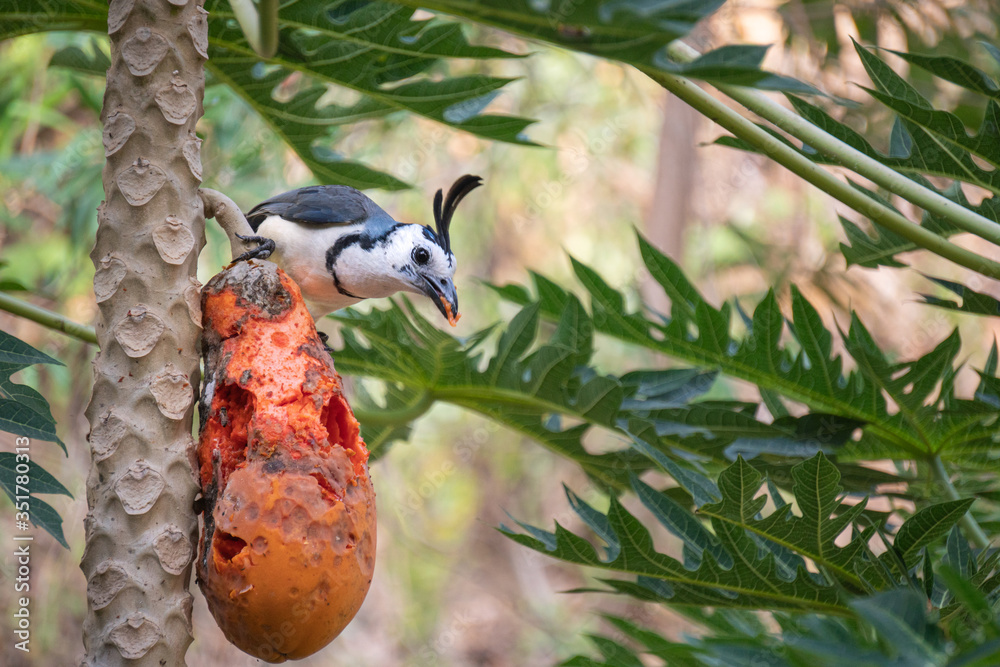 Bluebird feasts on papaya