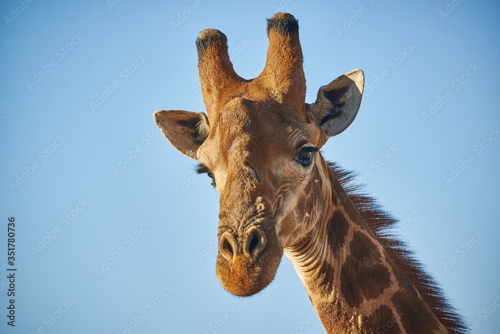 Naklejka premium A Giraffe's head in close up, looking directly at the Photographer on a Game drive in South Africa in the Dry Season.