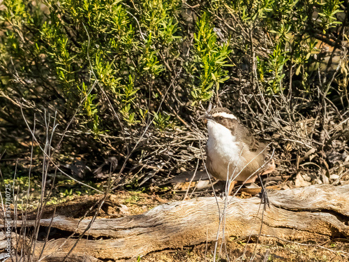 A small dark brown-grey bird with a white throat, a long, pointed curved bill and a distinct white brow; hence its name - White-browed Babbler (Pomatostomus superciliosus) photo